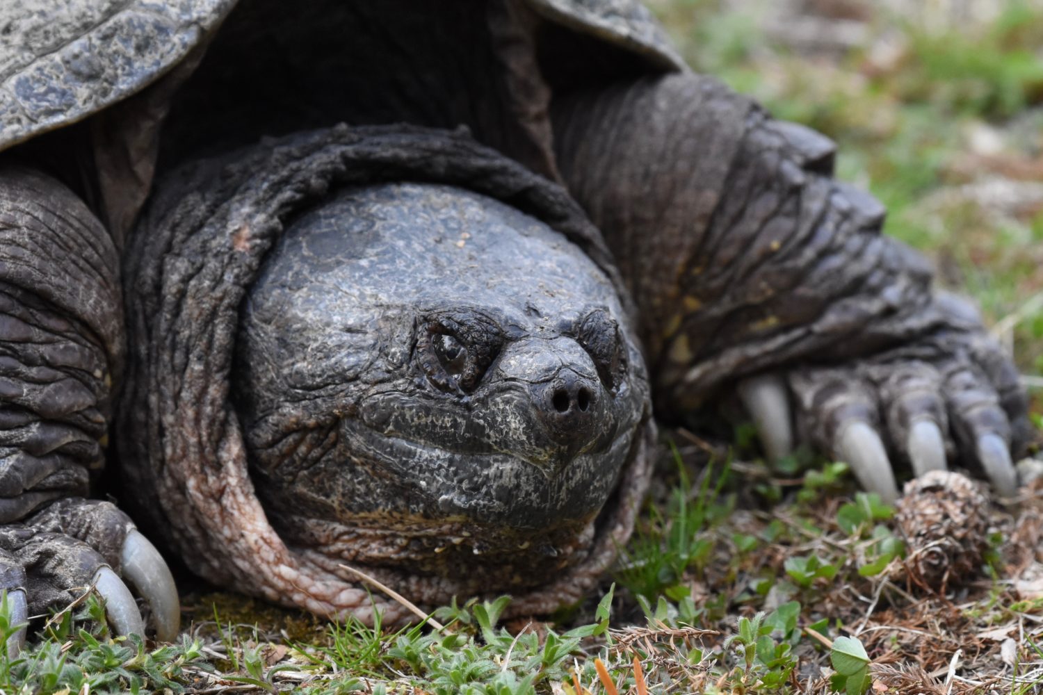 How Far Can A Snapping Turtle Extend Its Neck?